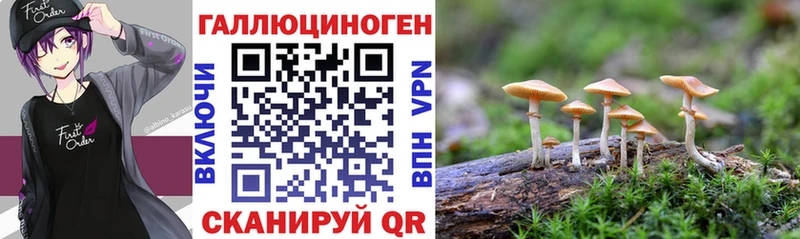 закладка  Киселёвск  Галлюциногенные грибы прущие грибы 